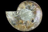 Cut Ammonite Fossil (Half) - Crystal Pockets #125576-1